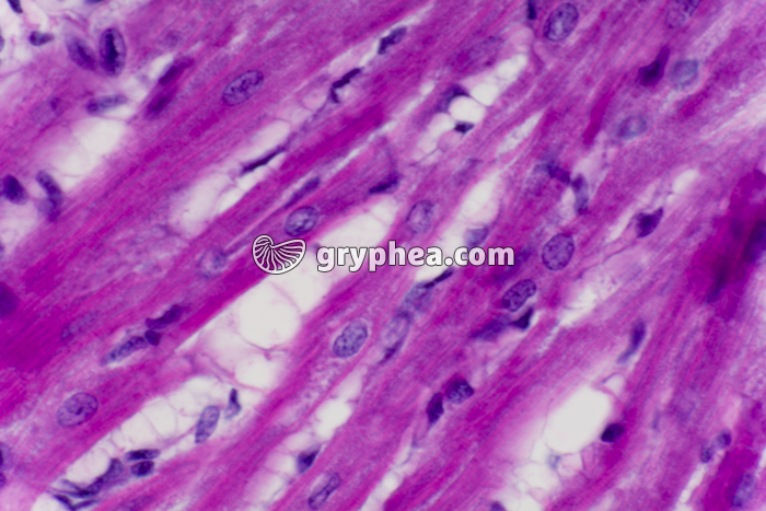 Fibres musculaires cardiaques CL x200 - gryphea.com